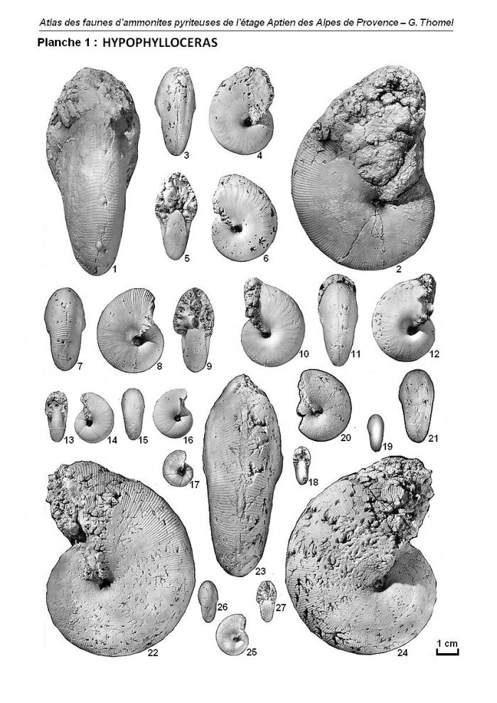 Ammonites de l'Aptien - Planche 1