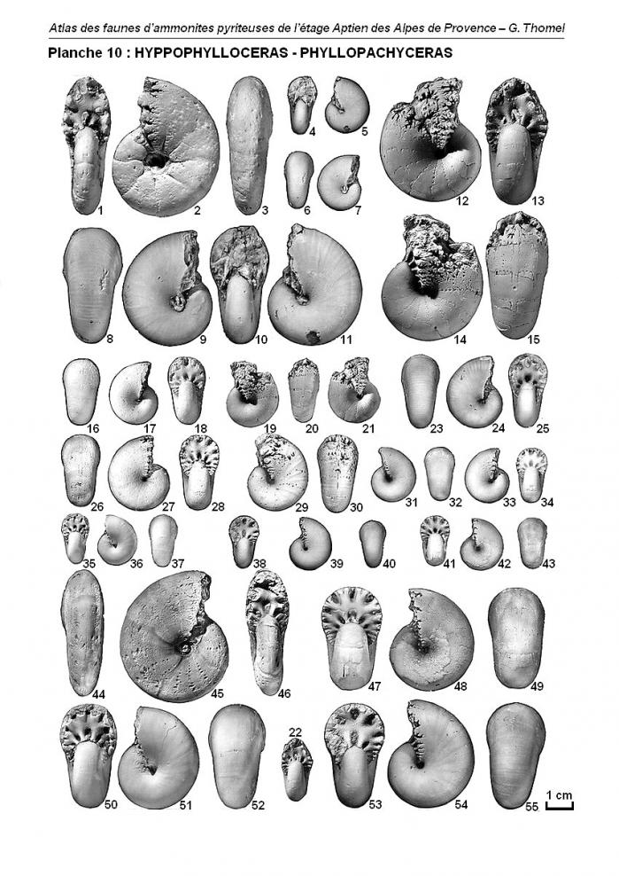 Ammonites de l'Aptien - Planche 10