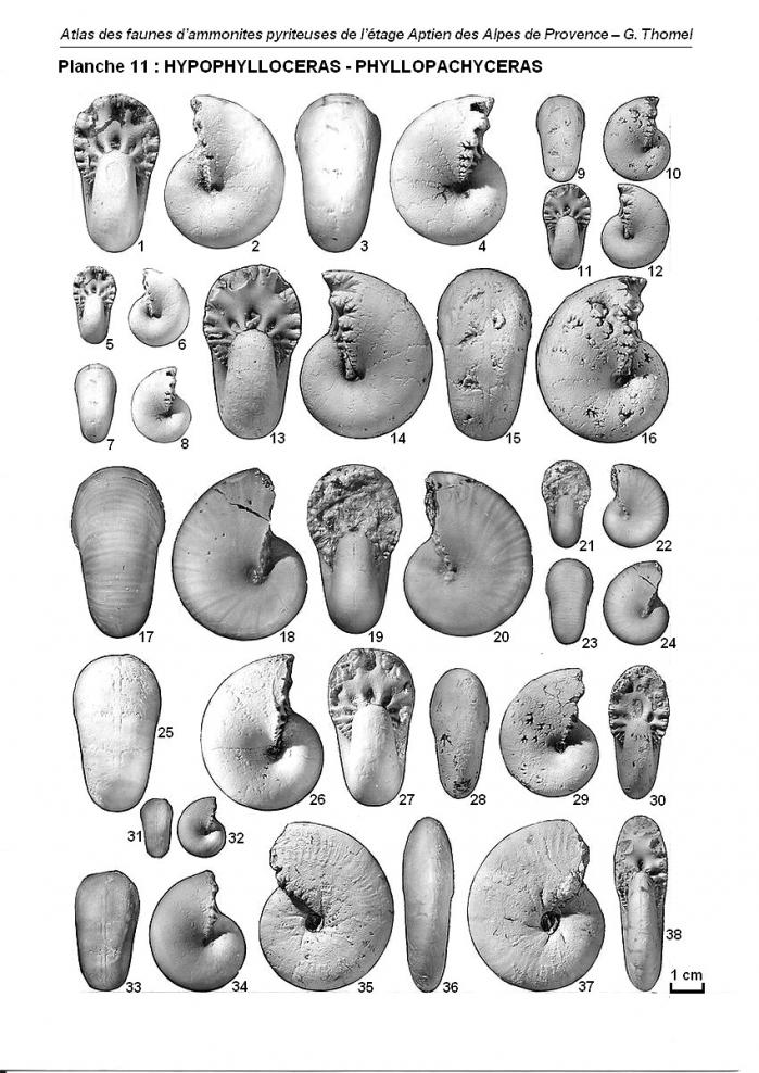 Ammonites de l'Aptien - Planche 11