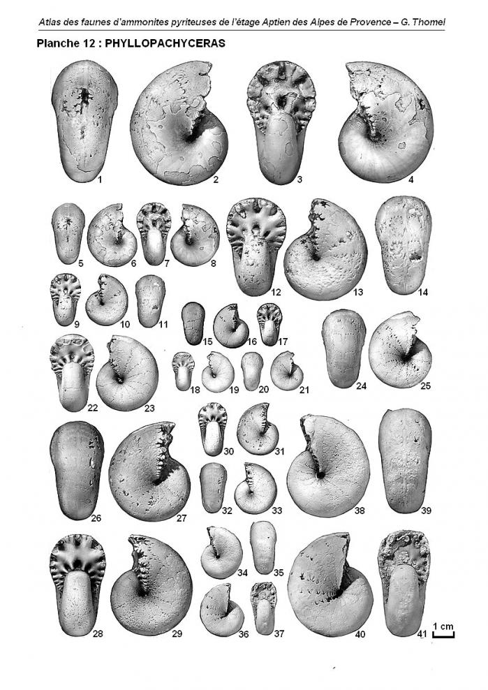 Ammonites de l'Aptien - Planche 12