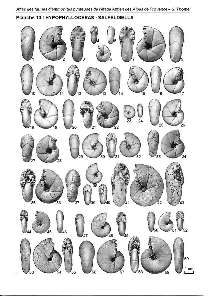 Ammonites de l'Aptien - Planche 13