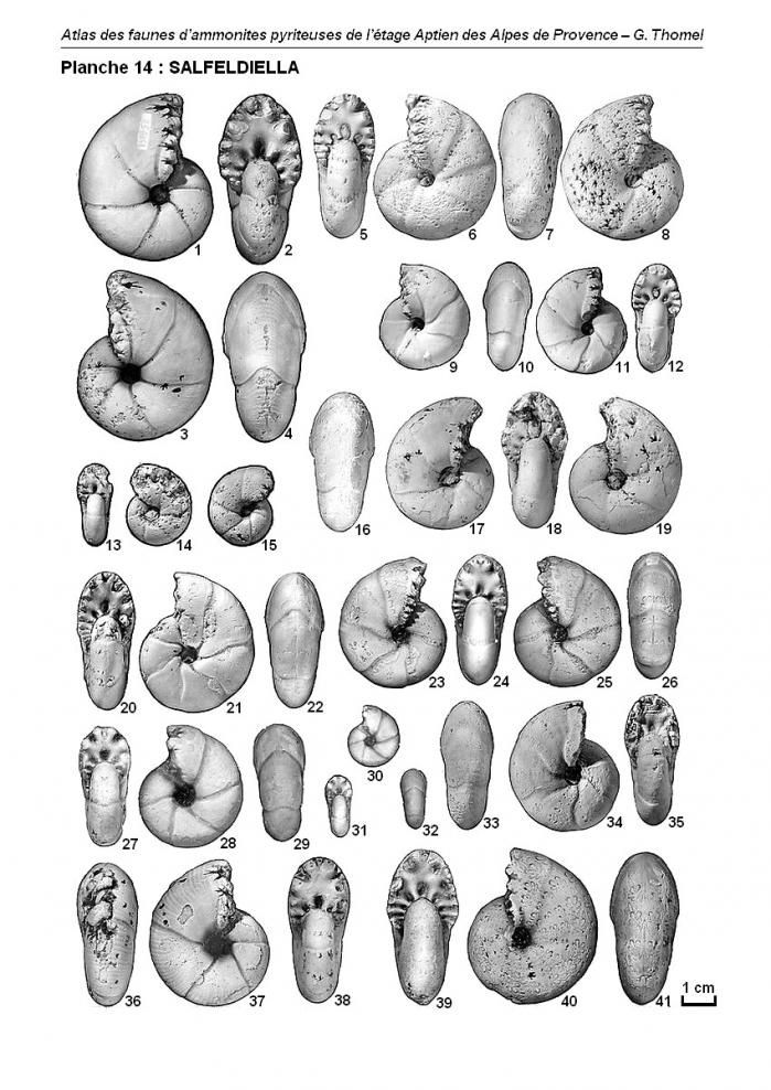 Ammonites de l'Aptien - Planche 14