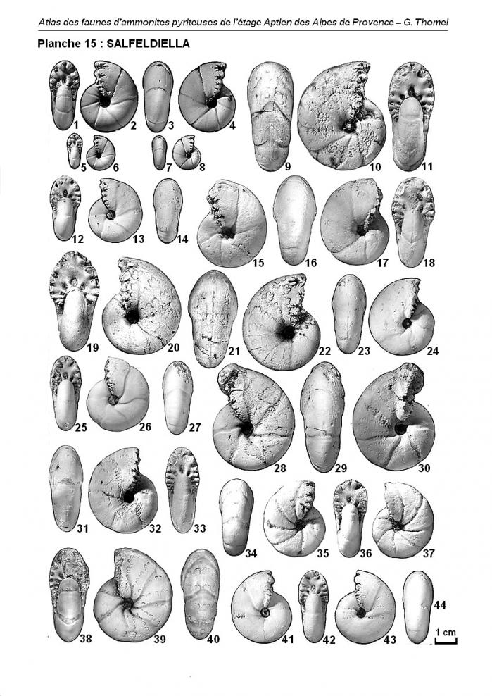 Ammonites de l'Aptien - Planche 15