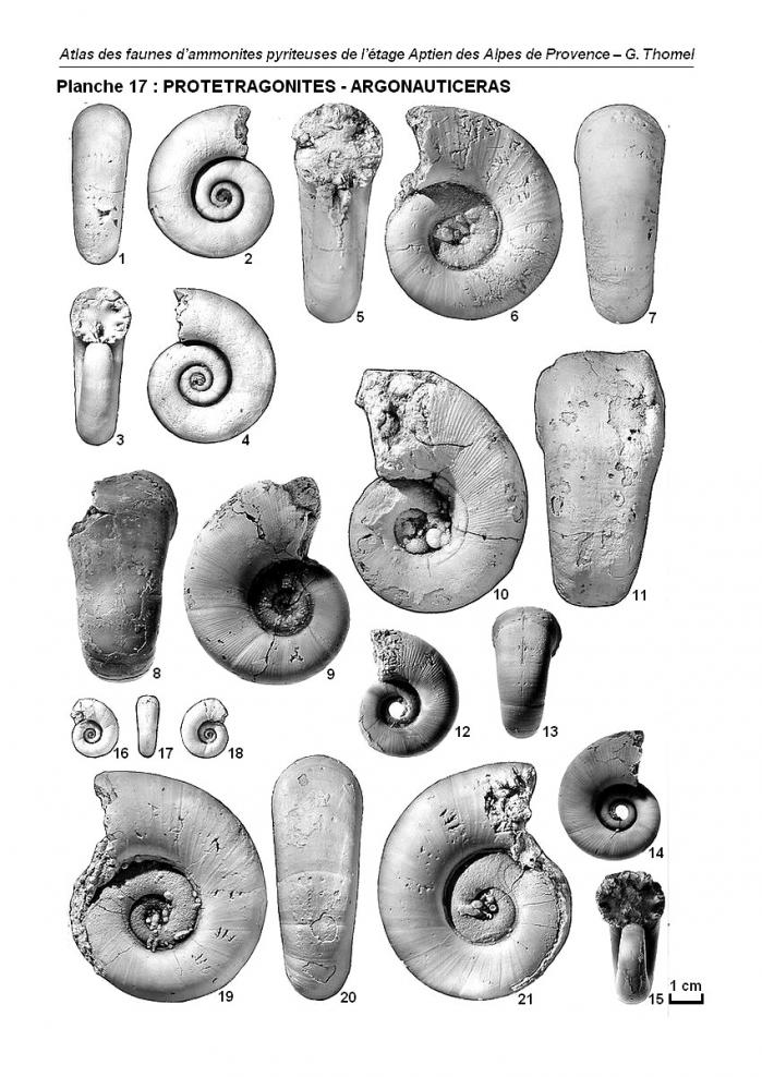 Ammonites de l'Aptien - Planche 17