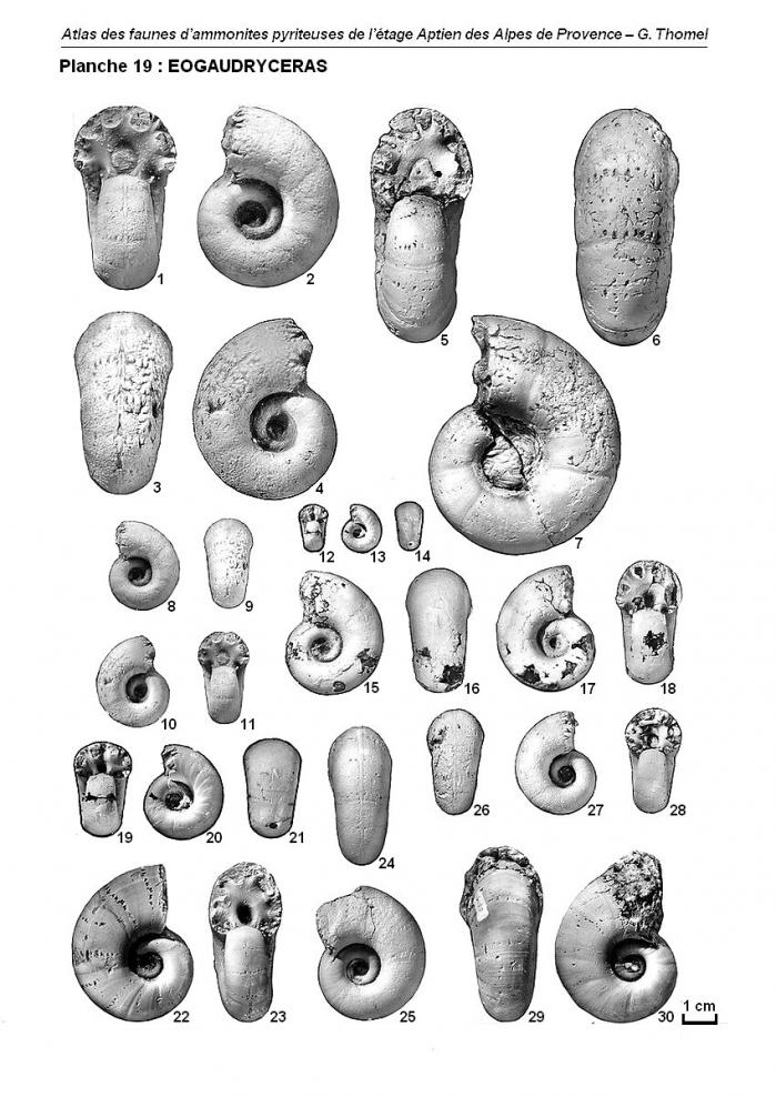Ammonites de l'Aptien - Planche 19