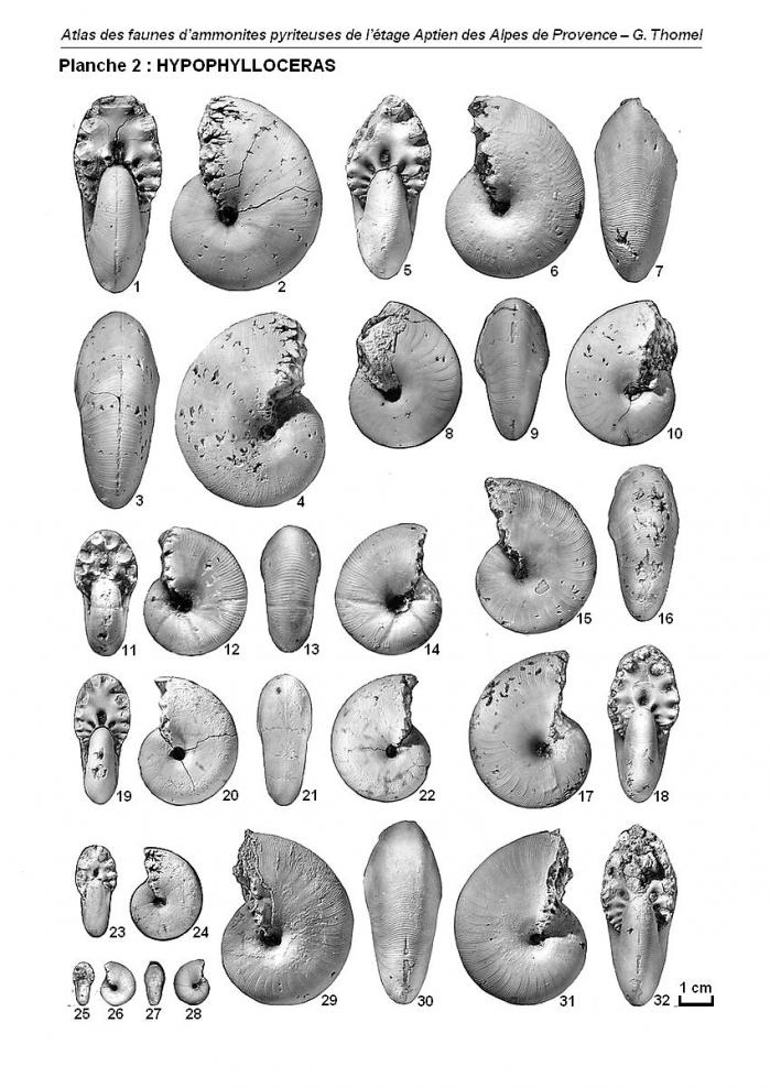 Ammonites de l'Aptien - Planche 2