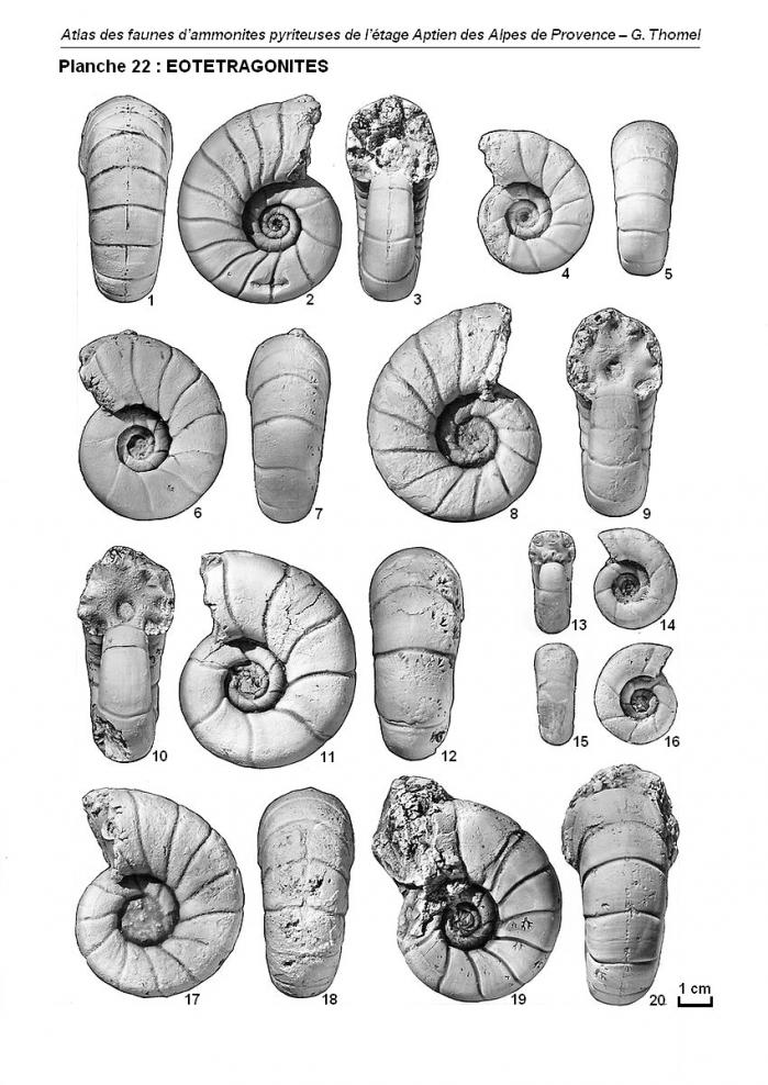Ammonites de l'Aptien - Planche 22