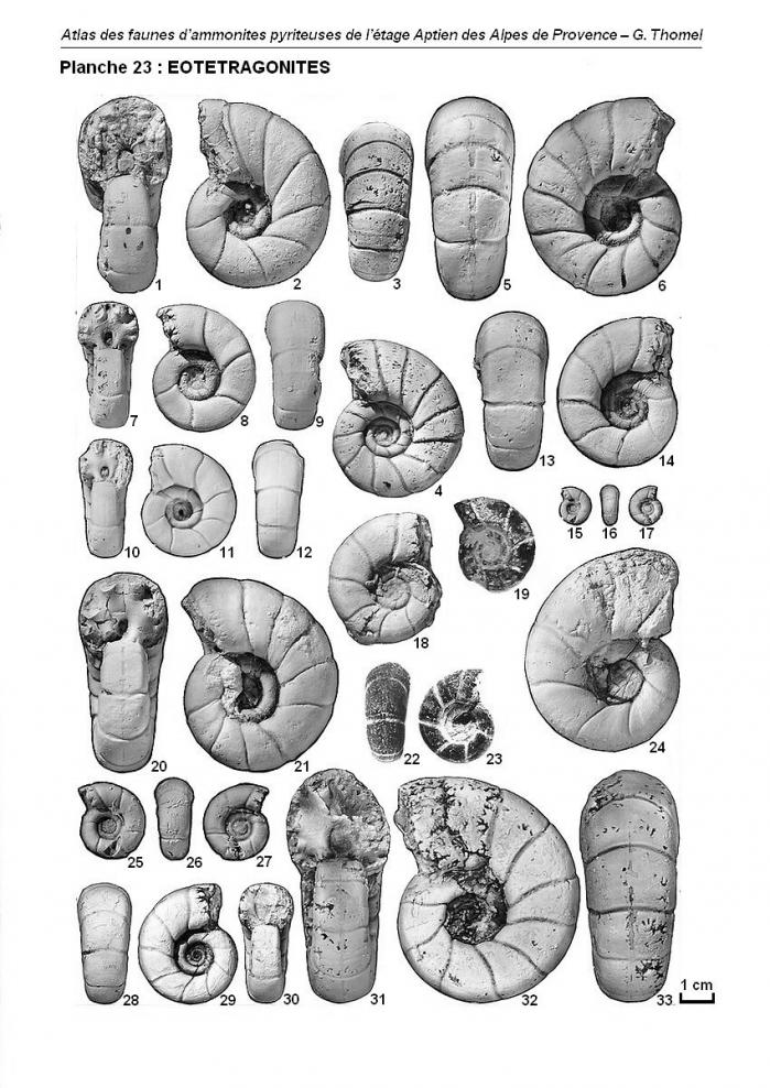Ammonites de l'Aptien - Planche 23