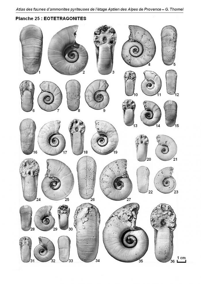 Ammonites de l'Aptien - Planche 25