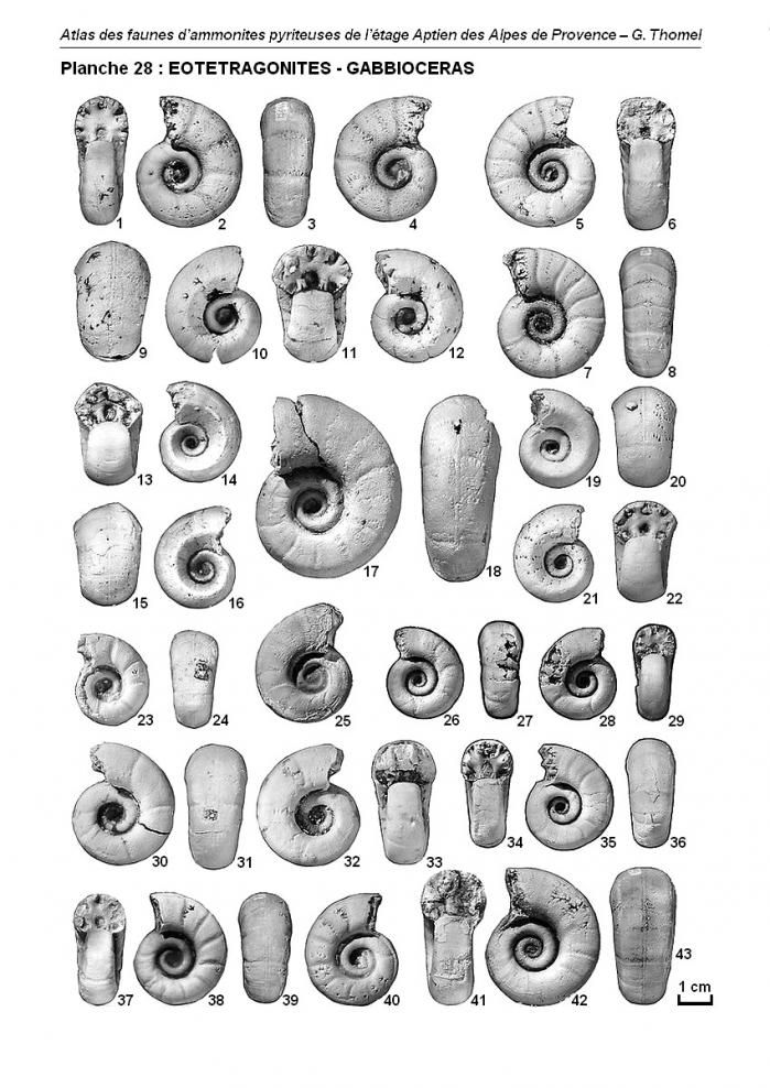 Ammonites de l'Aptien - Planche 28
