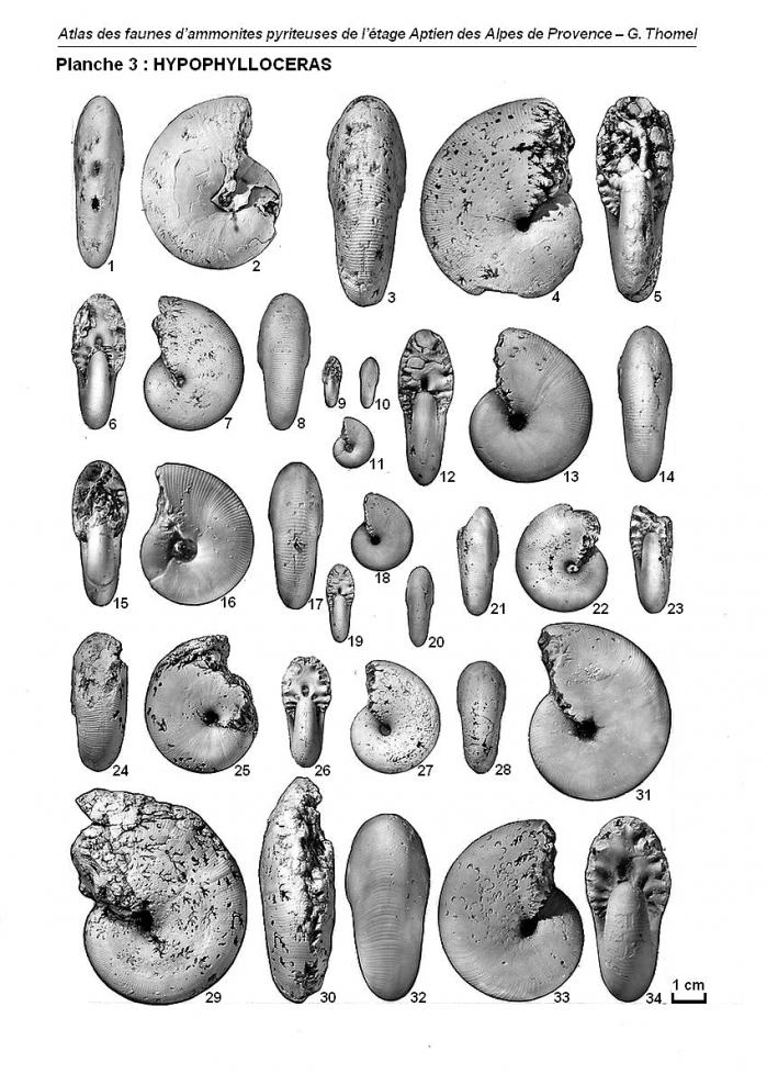 Ammonites de l'Aptien - Planche 3