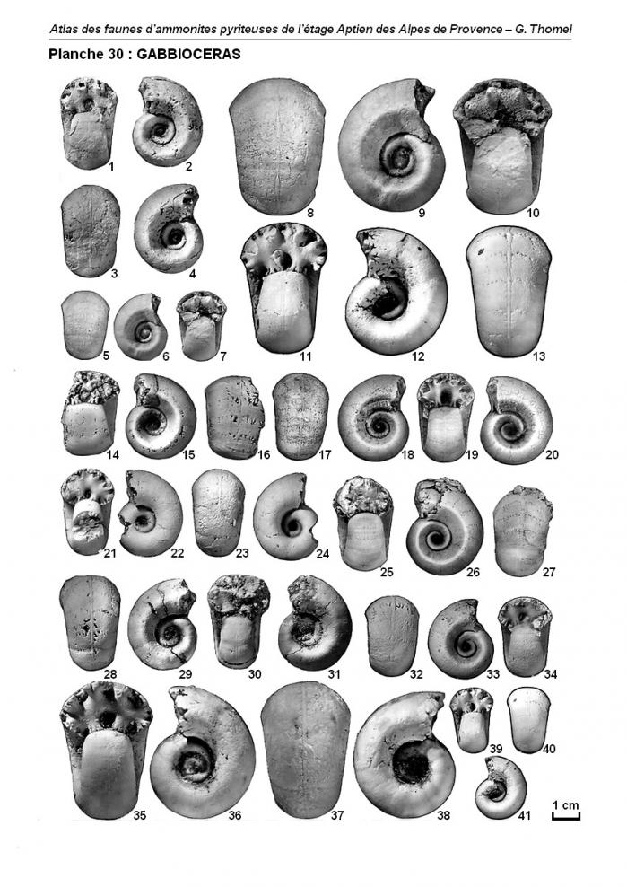 Ammonites de l'Aptien - Planche 30