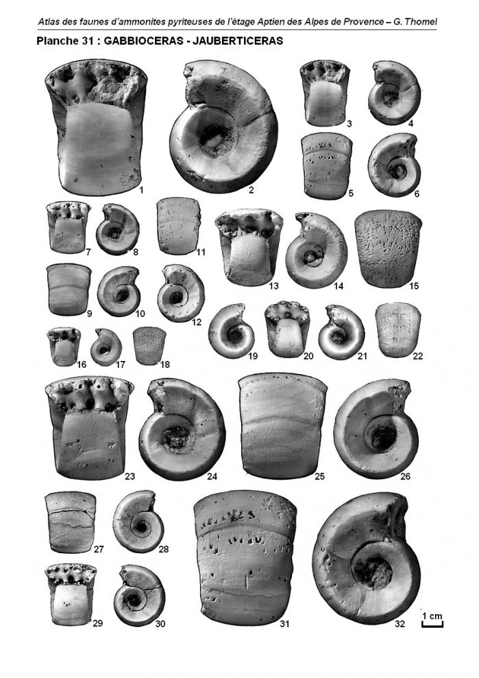 Ammonites de l'Aptien - Planche 31