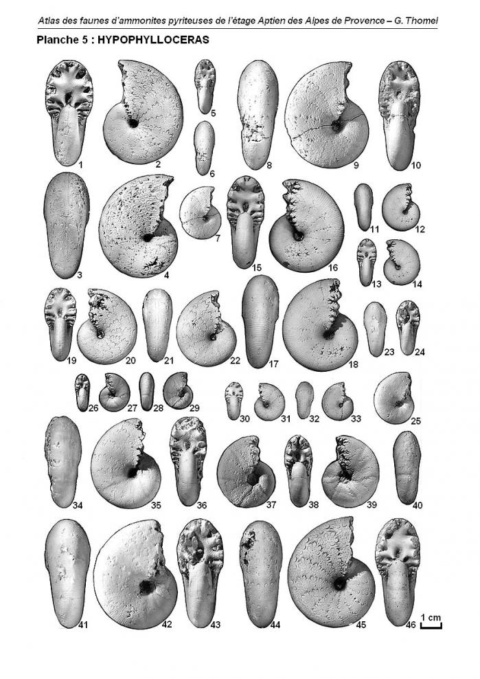 Ammonites de l'Aptien - Planche 5