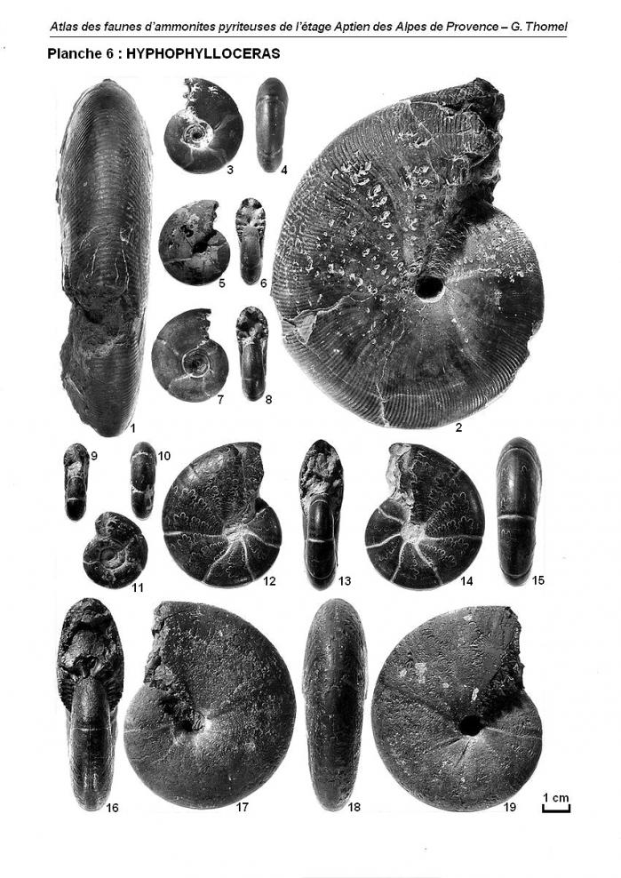 Ammonites de l'Aptien - Planche 6