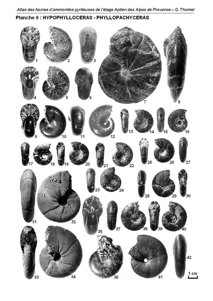 Ammonites de l'Aptien - Planche 9