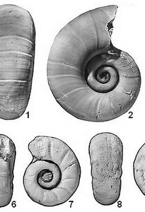 Atlas des ammonites de l'Aptien