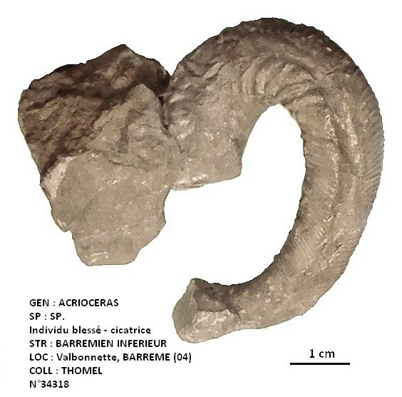 ACRIOCERAS SP - individu blessé avec cicatrice 