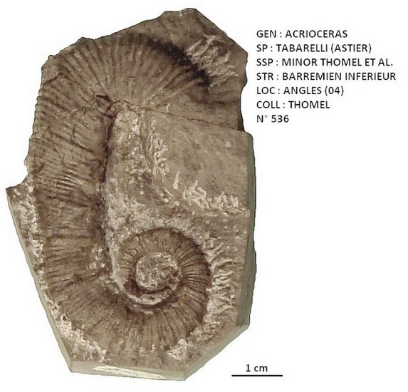 ACRIOCERAS TABARELLI MINOR 