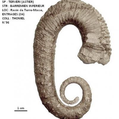 Ammonites déroulées