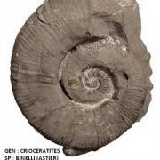 CRIOCERATITES BINELLI 