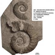 CRIOCERATITES CLAUSUM et EMERICI 