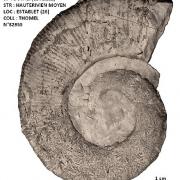 CRIOCERATITES DUVALI 