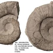 CRIOCERATITES DUVALI 