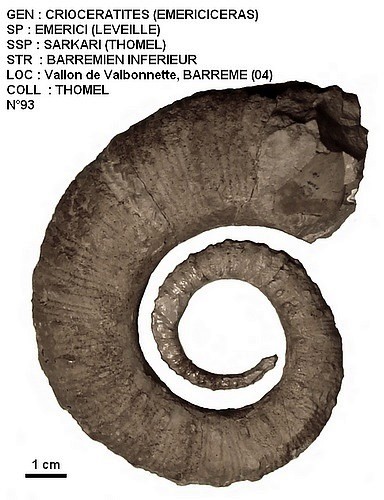 CRIOCERATITES EMERICI SARKARI 