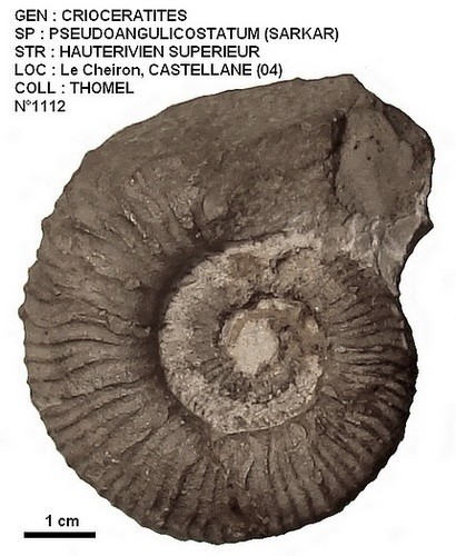 CRIOCERATITES PSEUDOANGULICOSTATUM 