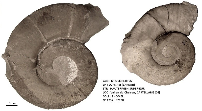 CRIOCERATITES SORNAYI 