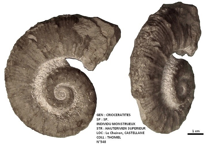 CRIOCERATITES SP. individu monstrueux 