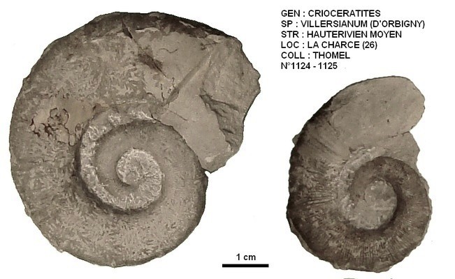 CRIOCERATITES VILLERSIANUM 