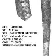 HAMULINA ALPINA