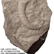 LEPTOCERAS ESCHERI 