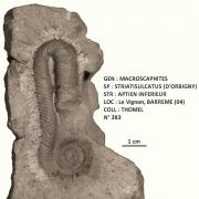 MACROSCHAPHITES STRIATISULCATUS