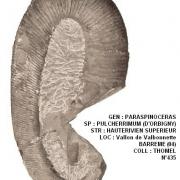 PARASPINOCERAS PULCHERRIMUM