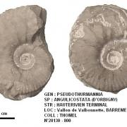 PSEUDOTHURMANNIA ANGULICOSTATA