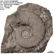  PSEUDOTHURMANNIA ANGULICOSTATA