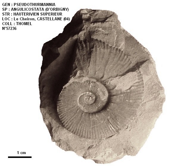  PSEUDOTHURMANNIA ANGULICOSTATA