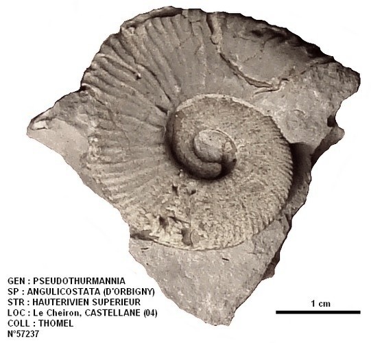 PSEUDOTHURMANNIA ANGULICOSTATA