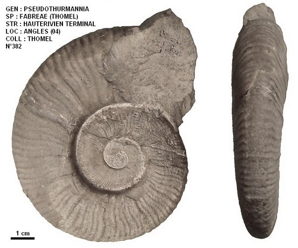 PSEUDOTHURMANNIA FABREAE