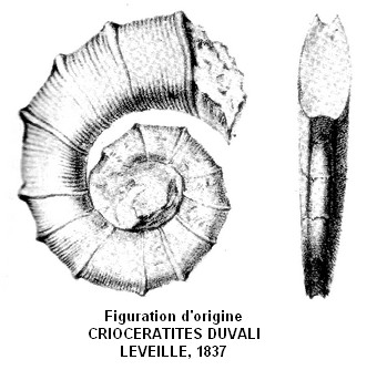 Crioceraites duvali